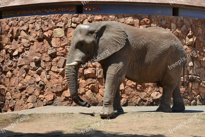 Elephant Animal Big Zoo Free Photos