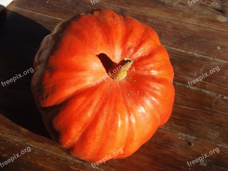 Pumpkin Sun Fruit Light Free Photos