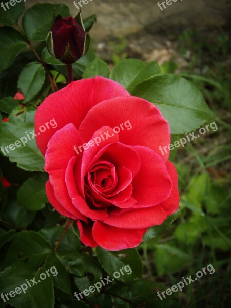 Rosa Red Petals Garden Nature