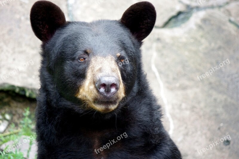 Bear Baribal Kaliningrad Zoo Free Photos