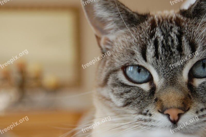 Cat Blue Eyes Lynx Point Siamese Feline Eye