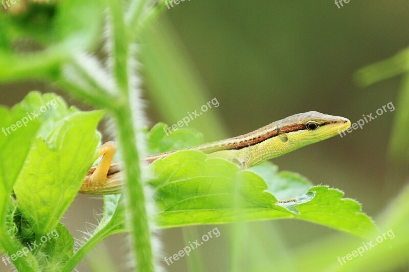 Green Lizard Lizard Reptiles Free Photos