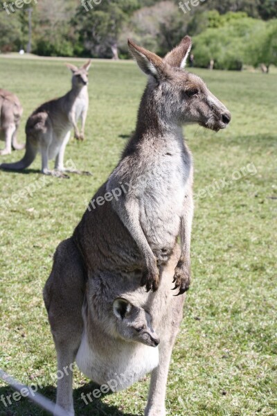 Kangaroo Baby Nature Marsupial Australia