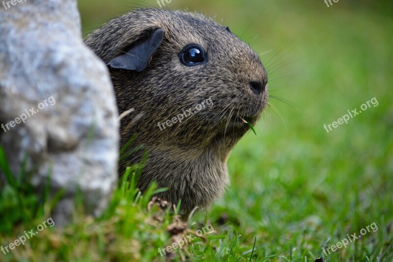 Guinea Pig Smooth Hair Lemonagouti Nager Black-cream-agouti