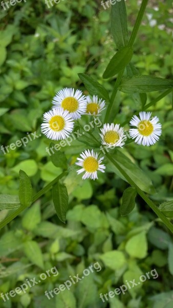 Chrysanthemum Little Flower The Wild Free Photos