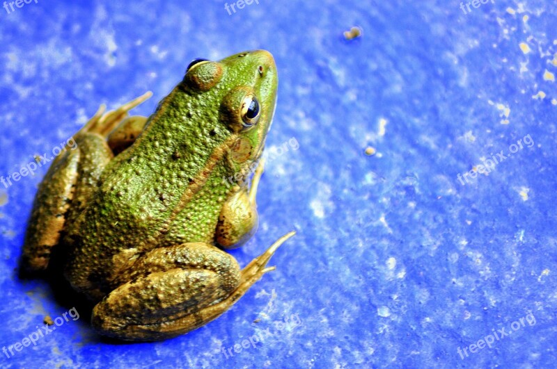 Frog Amphibian Vivid Nature Environment