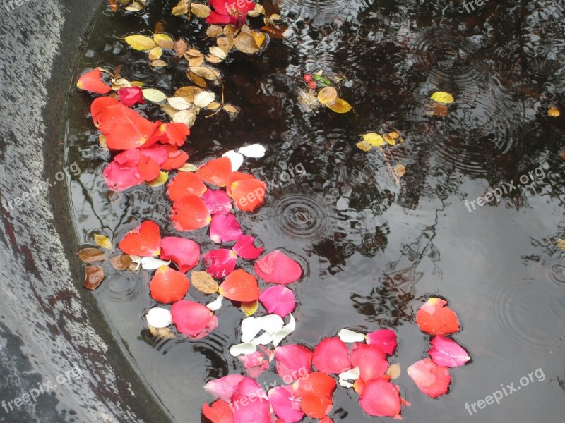 Petals Pond Raindrops Roses Gardens