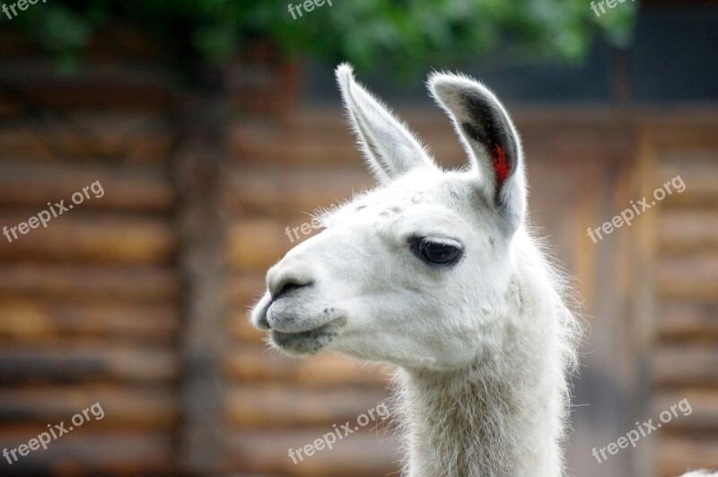 Lama Zoo Kaliningrad Free Photos