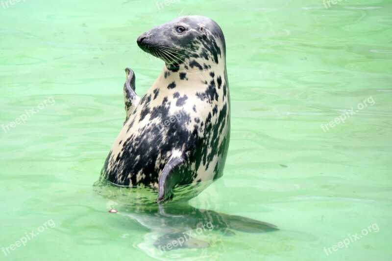 Baltic Ringed Seal Print Kaliningrad Zoo Free Photos