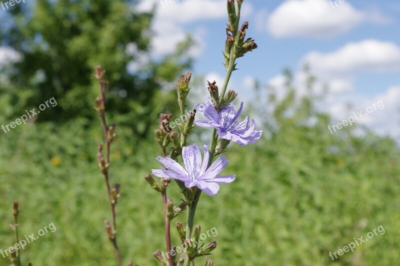 Common Chicory Flower Field Meadow Russia