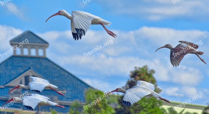 Cranes Birds Flying Grus Canadensis Florida