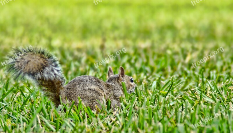 Squirrel Animal Sciuridae Rodent Florida