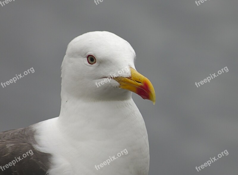 Seagull Bird Nature Animal White