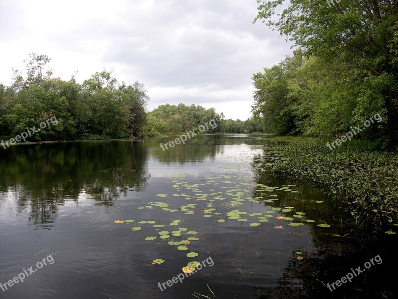 Lily Pads River Still Water Stream Nature