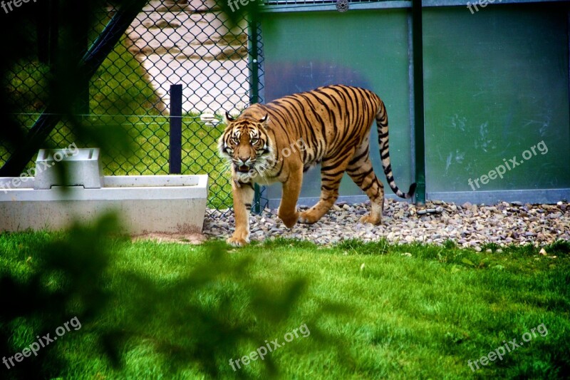 Tiger Animal Wildlife Zoo Cat