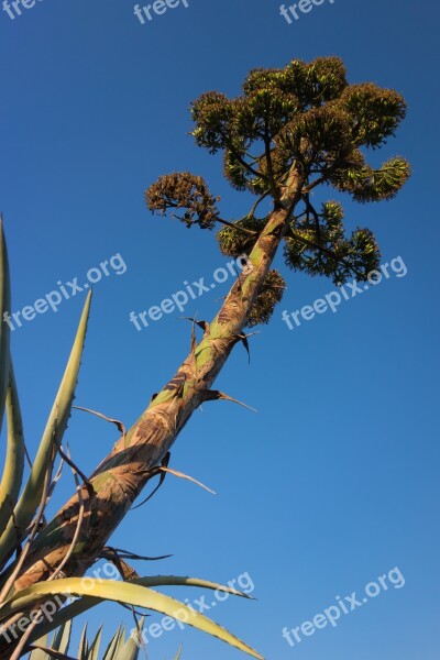 Pitera Nature Tree Vegetable Wild