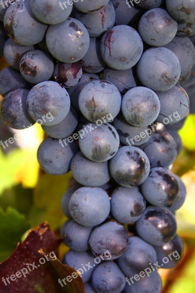 Grapes Bunch Fruit Vine Ripe