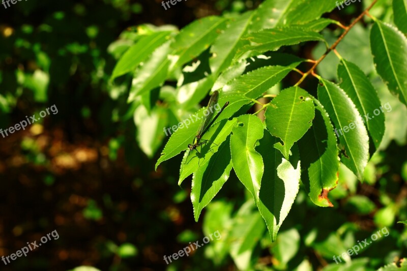 Forest Insect Ważka Foliage Free Photos