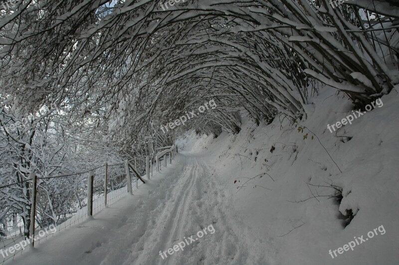 Winter Shrubs Snow Covered Free Photos