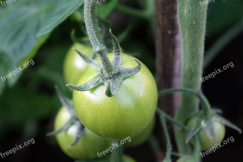 Tomatoes Green Vegetable Not Ripe Food