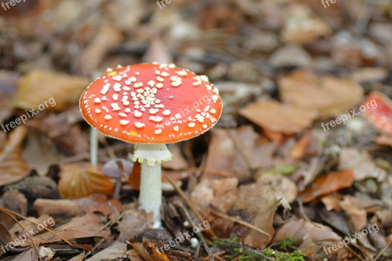 Red Fly Agaric Mushroom Fly Agaric Red With White Dots Autumn