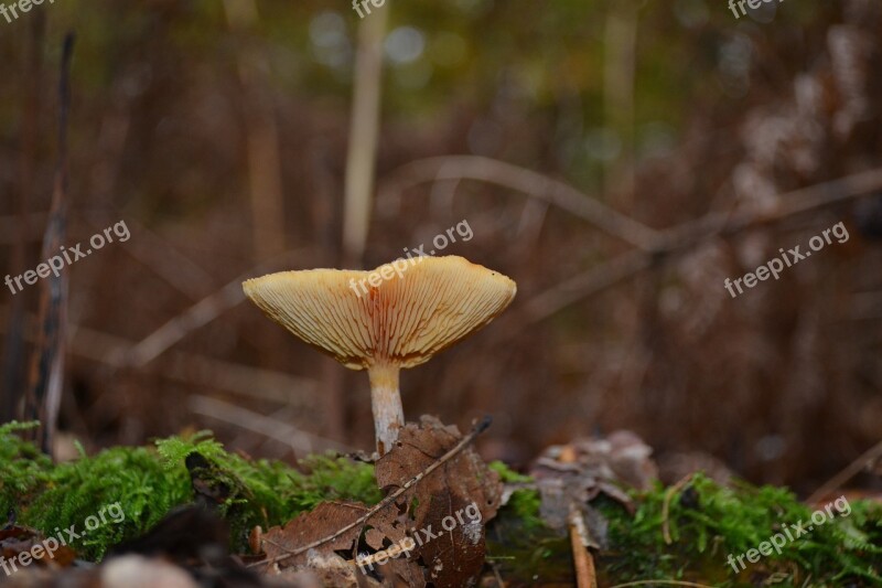 Mushroom Forest Autumn Mushrooms Nature