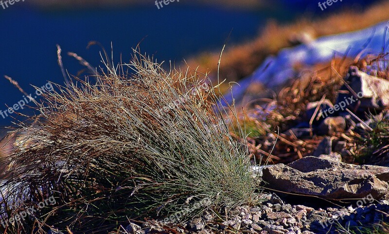 Grass Parched Grass The Stones Snow Autumn