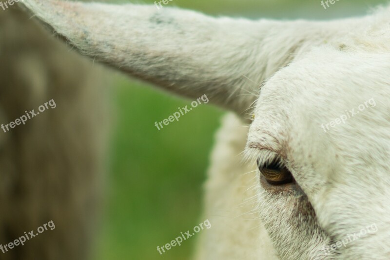 Goat Sheep Animal Wildlife Wild