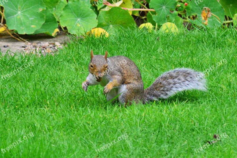 Grey Squirrel Nut In Its Mouth Rodent Squirrel Animal