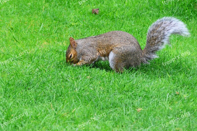 Grey Squirrel Burying Nut Rodent Squirrel Animal