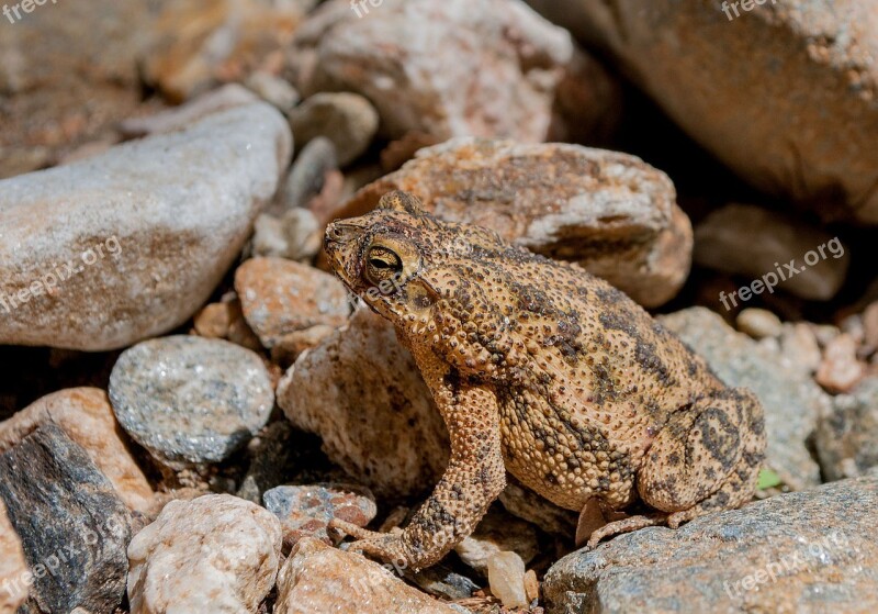 Frog Toad Amphibian Tropical Nature