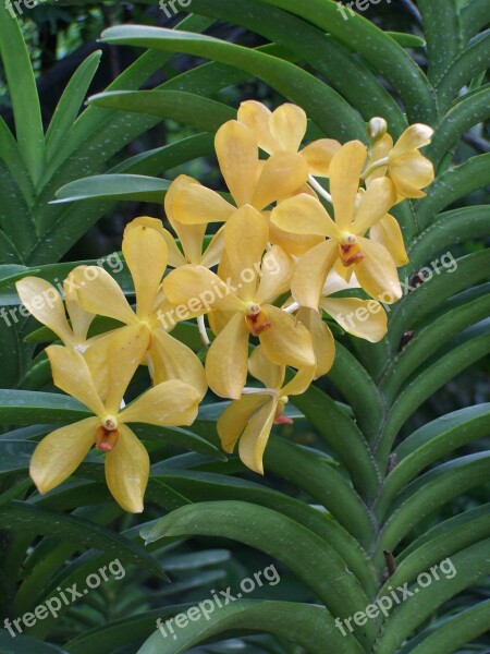 Orchid Flower Blossom Bloom Yellow