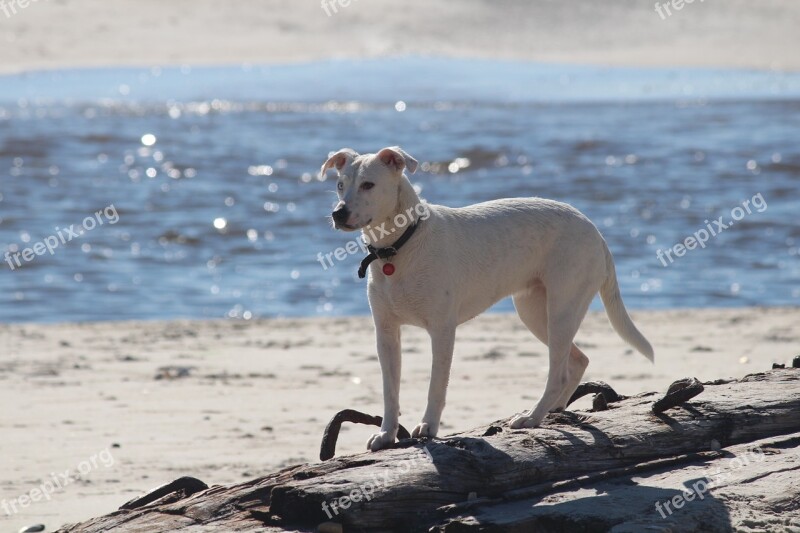 Dog Sea Beach Water Baltic Sea