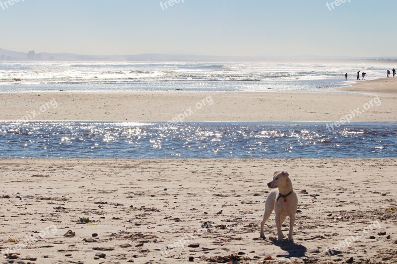 Beach Sea Surf Dog Wave