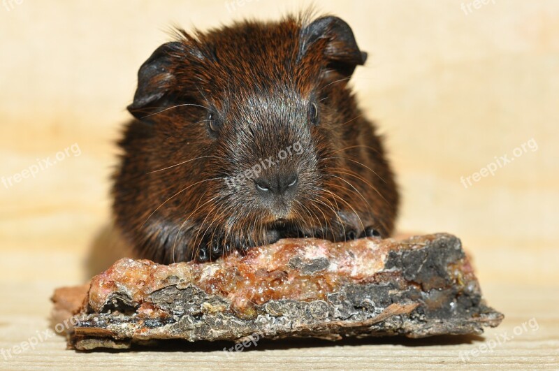 Gold Agouti Guinea Pig Young Animal Smooth Hair Rodent