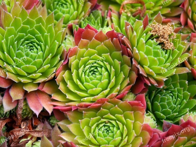 Succulents Floral Plants Natural Blossom