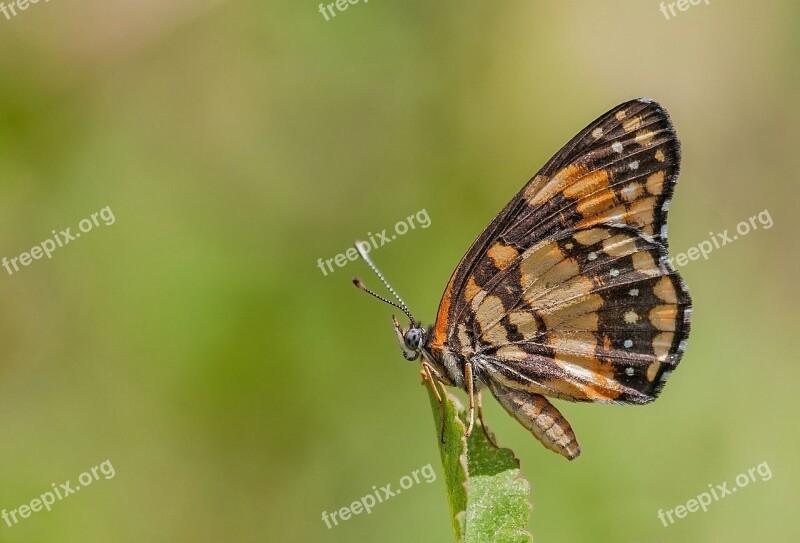 Butterfly Insect Bug Monarch Nature