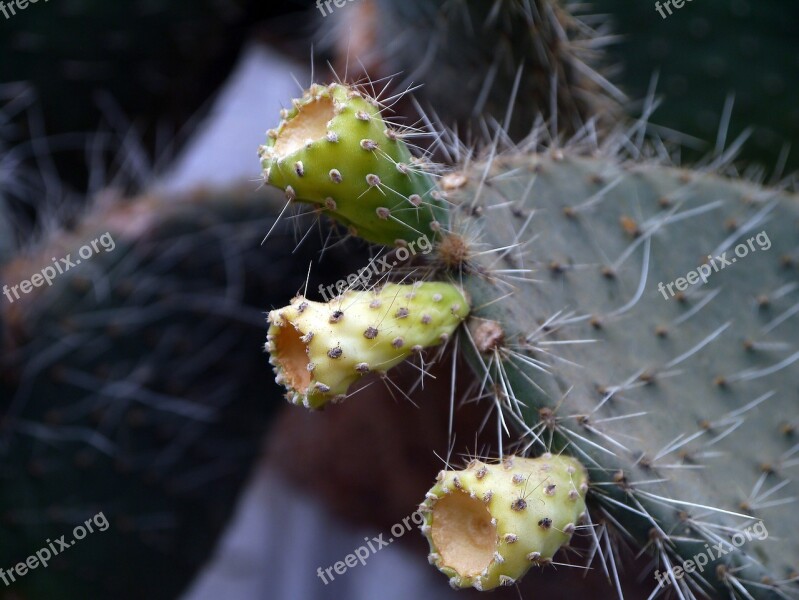 Cactus Prickly Thorn Nature Plant