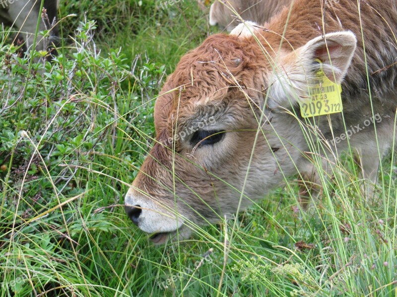 Calf Little Calf Animal Free Photos