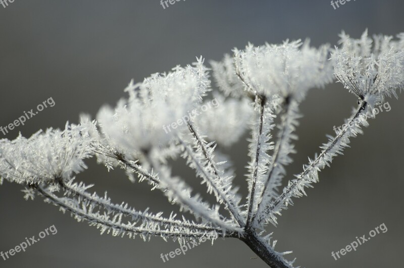 Ice Frost Winter Frozen Cold