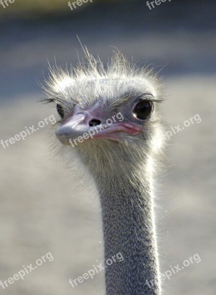 Emu Emu Head Bird Flightless Bird Head