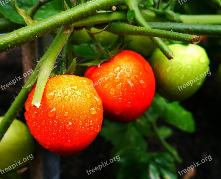 Tomato Vegetable Food Fresh Healthy