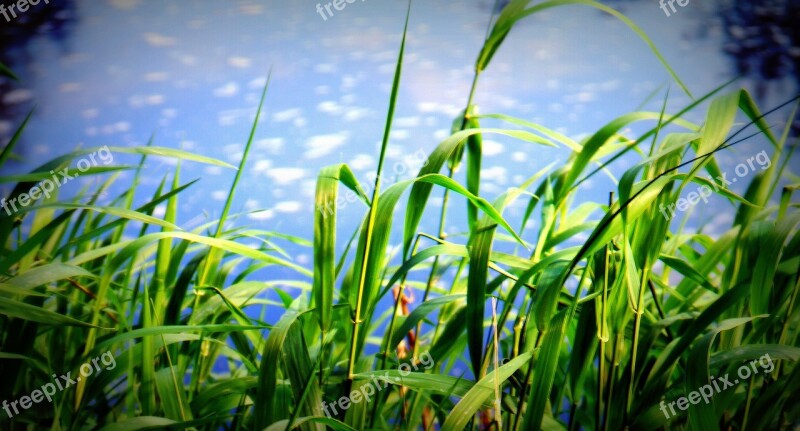 Grass Sky Clouds Outdoors Scenic