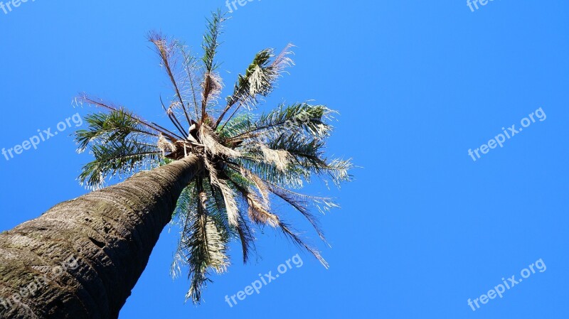 Coconut Tree Tree Sky Blue Free Photos