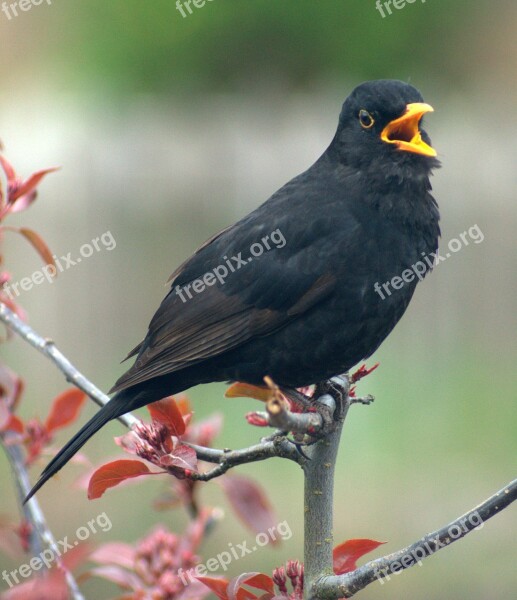 Blackbird Bird Call Crowing Calling