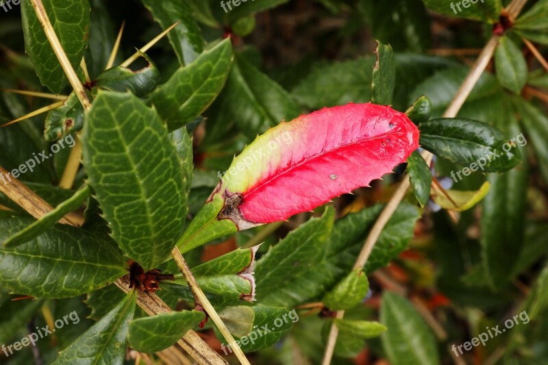 Barberry Leaf Bush Berberis Julianae Red