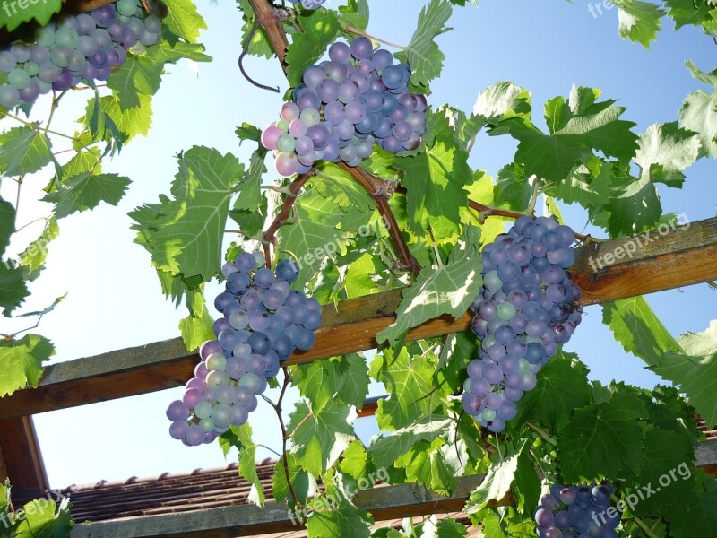 Blue Grapes Harvest Autumn Grapes Wine