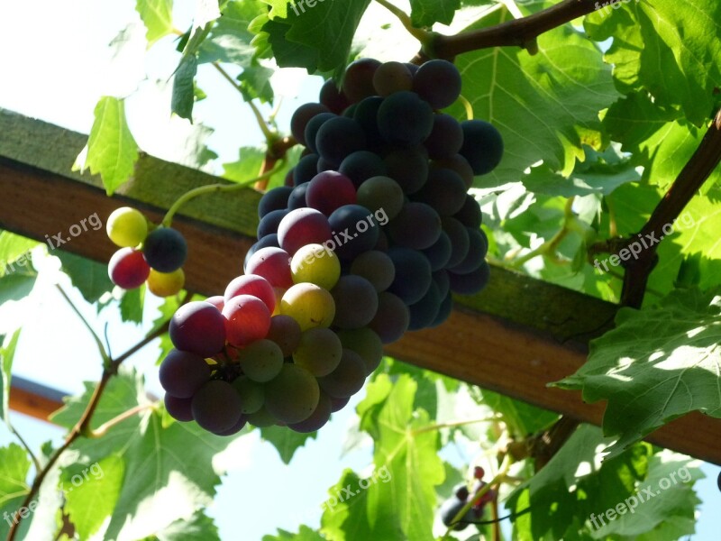 Grapes Harvest Autumn Wine Fruit