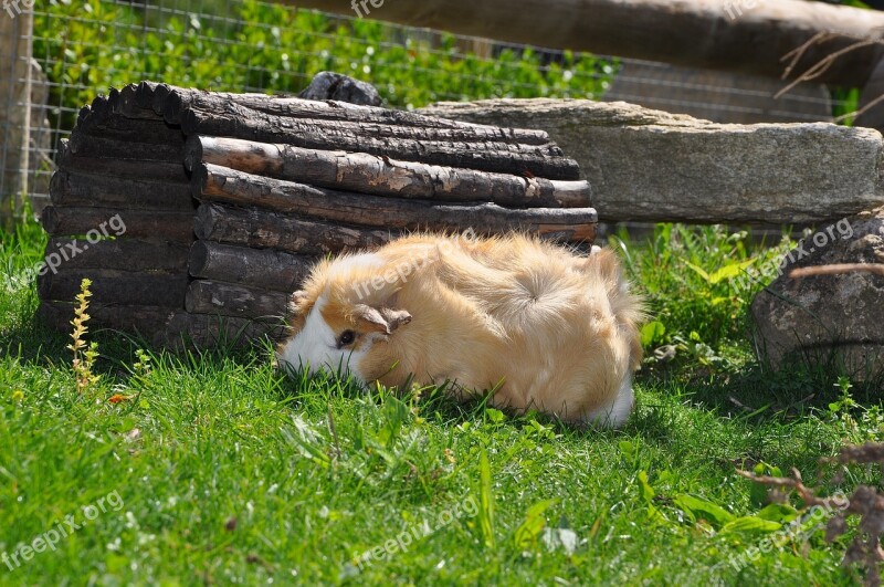 Guinea Pig Pet Nager Rodent Animal