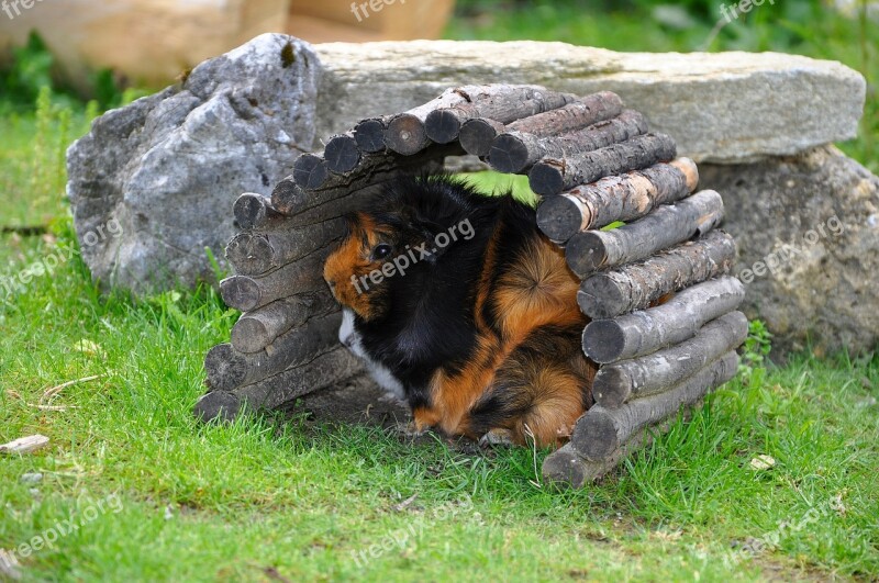 Guinea Pig Pet Nager Rodent Hiding Place